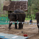 Illustration for article titled Elephants learn to cooperate, begin plotting our downfall